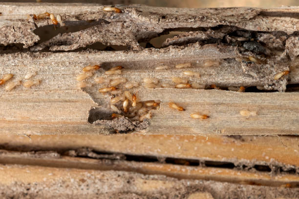 Best Local Pest Control Services  in Slaton, TX